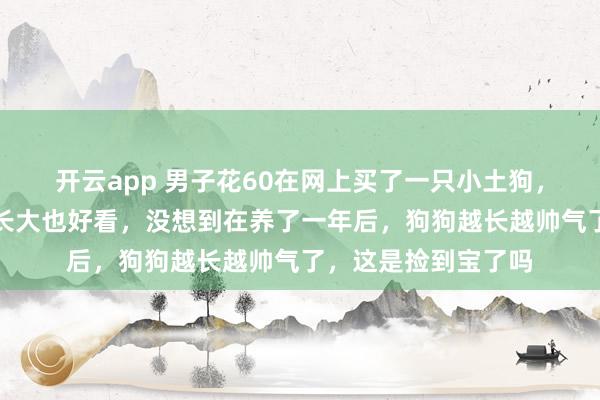 开云app 男子花60在网上买了一只小土狗，商家说小时候好看长大也好看，没想到在养了一年后，狗狗越长越帅气了，这是捡到宝了吗