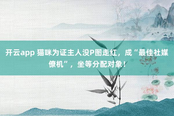 开云app 猫咪为证主人没P图走红，成“最佳社媒僚机”，坐等分配对象！